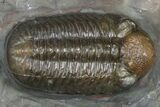 Prone Austerops Trilobite Fossil - Jorf, Morocco #368616-1